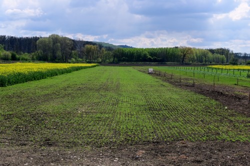 Stavební pozemek Vranovice